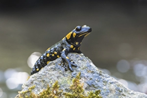 Fire salamander (Salamandra salamandra) sitting on stone
