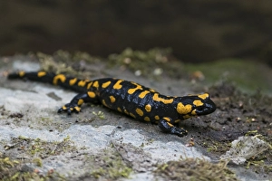 Fire salamander (Salamandra salamandra) sitting on stone