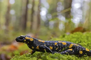 One fire salamander (Salamandra salamandra) walking over a mossy forest floor on a rainy day