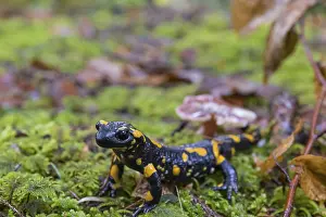 One fire salamander (Salamandra salamandra) walking over a mossy forest floor on a rainy day