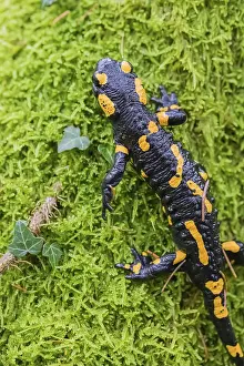 A fire salamander (Salamandra salamandra) walks across a mossy forest floor on a rainy day