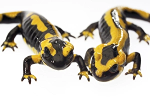 Two Fire Salamanders (Salamandra salamandra)