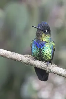 Fire-throated Hummingbird (Panterpe insignis)