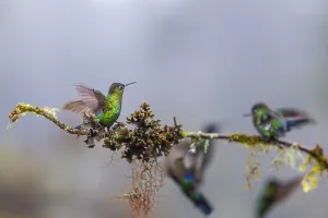 Fire-throated Hummingbird (Panterpe insignis)