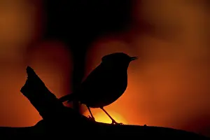 FIREBIRD, RED BIRD, BIRD, SINGING BIRD