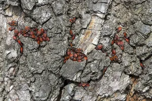 Firebugs on patterned tree bark in vivid red and black