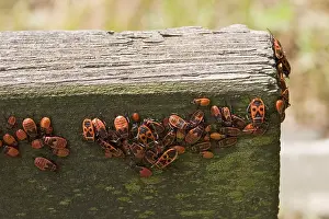 Firebugs (Pyrrhocoris apterus)