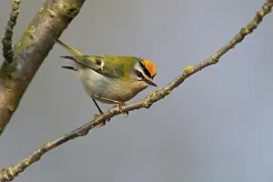 Firecrest, Regulus ignicapillus