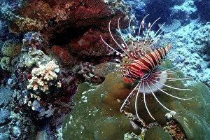 Framed Print : A firefish swims in a colorful coral reef