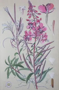 Fireweed (Epilobium angustifolium)