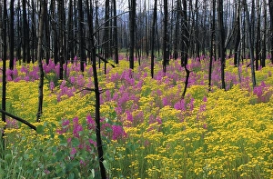 Fireweed (Epilobium angustifolium) and Ragwort (Senecio fuchsil) in a burnt down forest