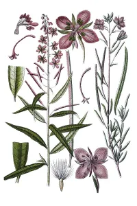 Fireweed, Rosebay willowherb (Epilobium angustifolium) on the left