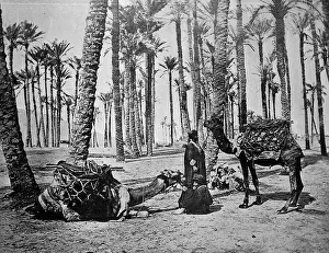 One of the first autotype photographs of the Oasis de Touggourt