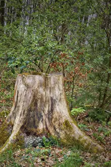 First green in the beech forest