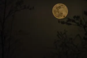 First night of waxing gibbon moon after the April full moon behind a blurred out tree in the foreground as seen from a