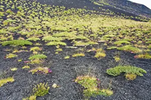 First plants on volcano soil, Etna, Sicily
