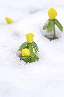 First winterlings and snow, winter, Germany