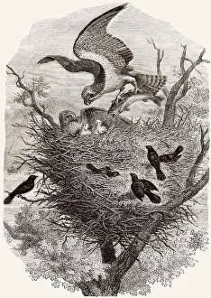 Fischadler-Nest, Illustration 19. Jahrhundert