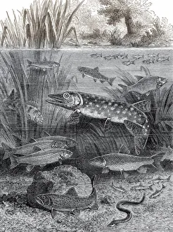 Fische in schnell fliessenden Gewaessern