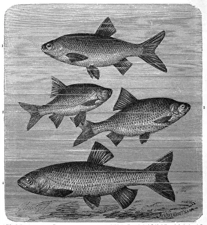 Fish, 1. aland, also called orfe (Leuciscus idus) or ide (fish)