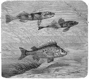 Fish, 1. aspro zingel, Zingel, a species of fish from the family of the true perch