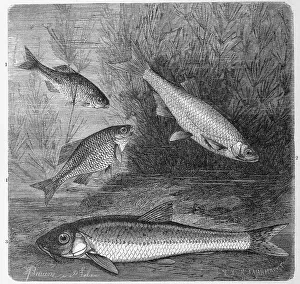 Fish, 1. european bitterling (Rhodeus sericeus) syn