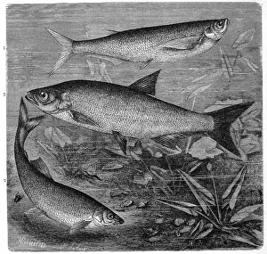 Fish, 1. goat, also sabre carp (Pelecus cultratus)