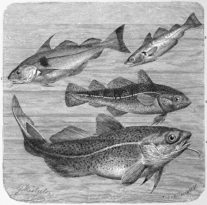 Fish, 1. haddock (Gadus aeglefinus) also aiglefin or aigrefin