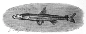 Fish, Angola cneria, Eared fish
