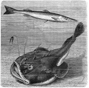 Fish, Arrowfish, Barracuda (Sphyraena) vulgaris and Anglerfish (Lophius piscatorius)