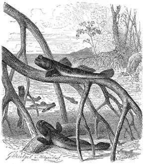 Fish, atlantic mudskipper (Periophthalmus barbarus)