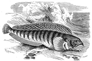 Fish, atlantic wolffish (Anarhichas lupus)
