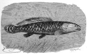Fish, Bald Pike or American bowfin (Amia calva)