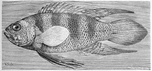Fish, Bleekers Seenander, Miracle perch