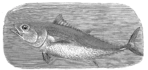 Fish, bluefin tuna, also called big tuna