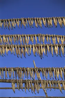 Fish Bombil drying at Uttan, Bombay Mumbai