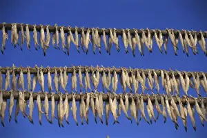 Fish Bombil drying at Uttan, Bombay Mumbai