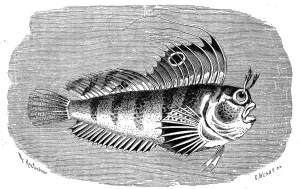 Fish, butterfly blenny (Blennius ocellaris)