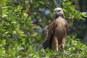 Fish Buzzard (Busarellus nigricollis)