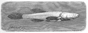 Fish, cave fish, northern cave fish or northern blind fish