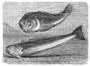 Fish, celestial peeper (Uranoscopus scaber)