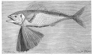 Fish, Channel fanfish, Large scale mackerel (Gasterochisma melampus)