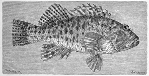 Fish, Cirrhitus pinnulatus coral sentinel