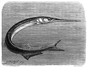 Fish, Common garfish (Belone belone)
