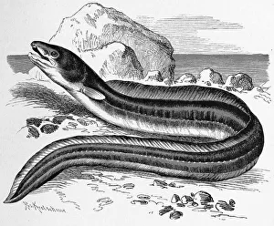 Fish, conger, Conger conger, or sea eel