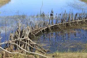 Fish creel near Mongu, Zambia