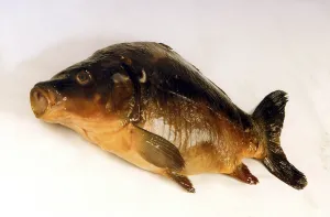 Fish dead