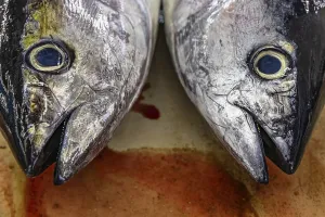 Fish on display at the fish market in Mutrah