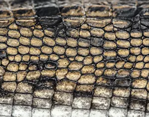 Detail of a Fish-eating crocodile scales