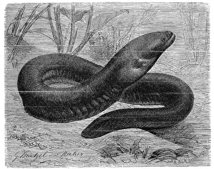 Fish, electric eel, Electrophorus